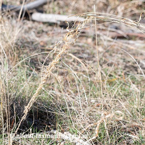 Dichelachne crinita, long-hair plume grass, Tasmania