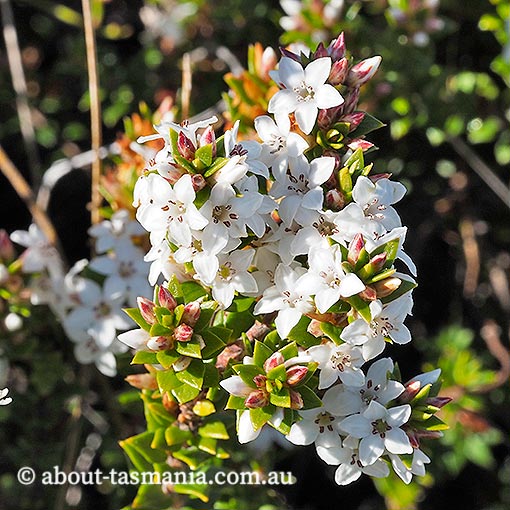 Epacris myrtifolia, cliff heath, Tasmania