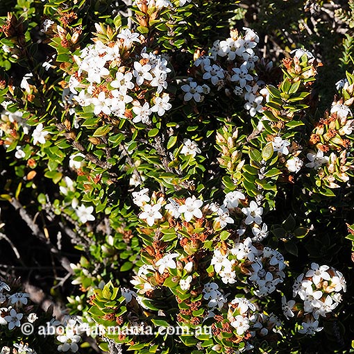 Epacris myrtifolia, cliff heath, Tasmania