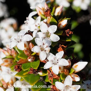 Epacris myrtifolia