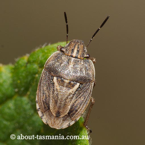 Eribotes hobartensis, Tasmania
