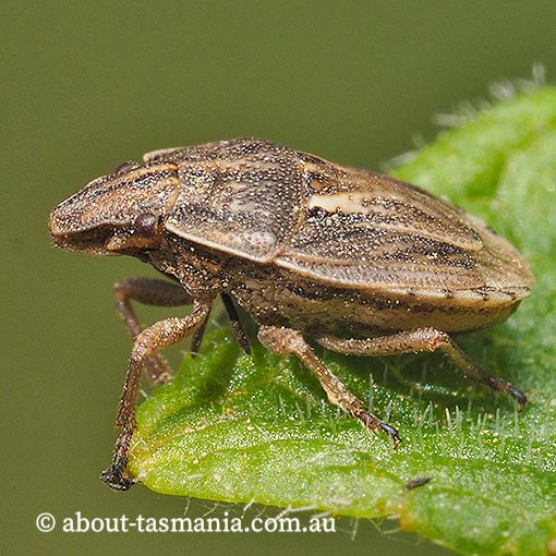 Eribotes hobartensis, Tasmania