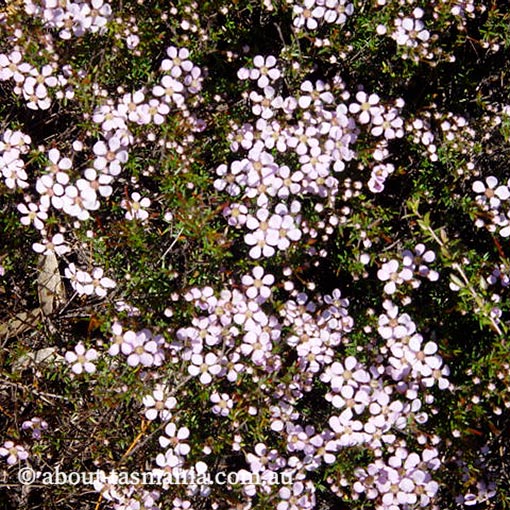 Euryomyrtus ramosissima, creeping heathmyrtle, Tasmania