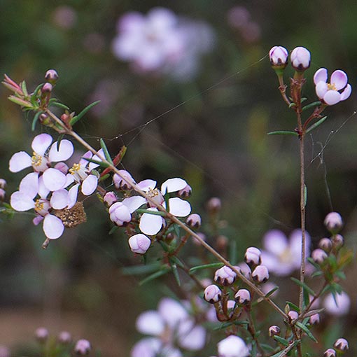 Euryomyrtus ramosissima, creeping heathmyrtle, Tasmania