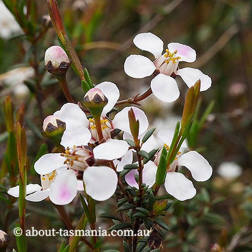 Euryomyrtus ramosissima, creeping heathmyrtle, Tasmania