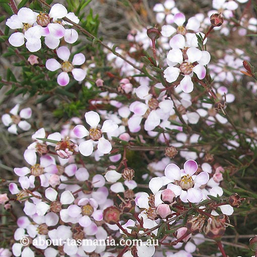Euryomyrtus ramosissima, creeping heathmyrtle, Tasmania