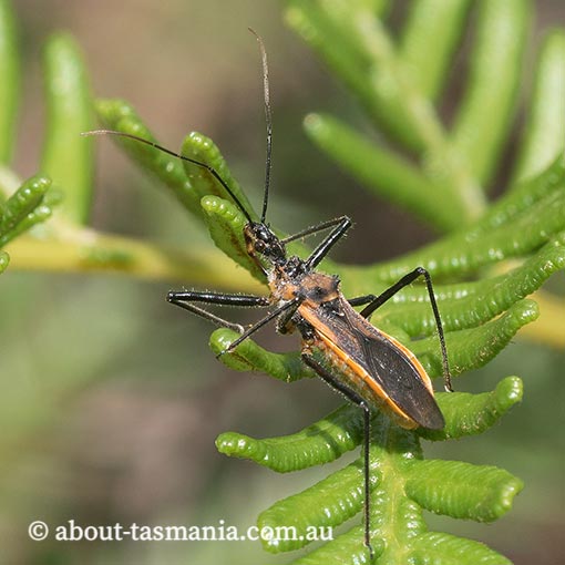 Gminatus australis, assassin bug, Tasmania