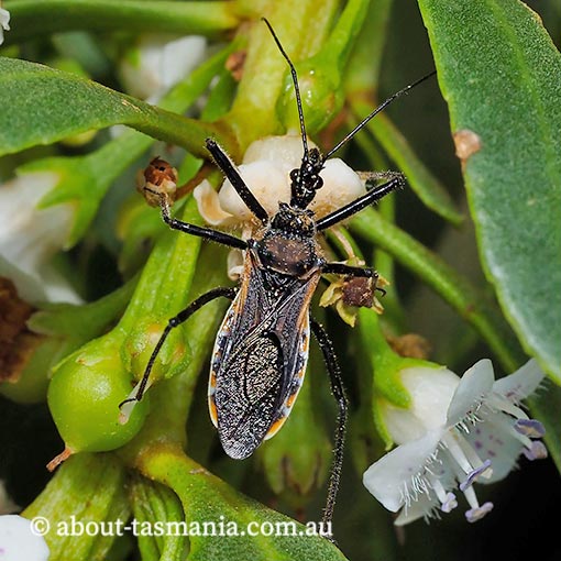 Gminatus australis, assassin bug, Tasmania