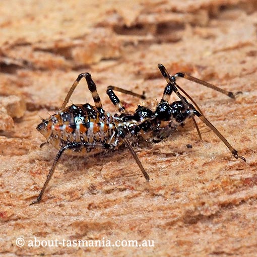 Gminatus australis, assassin bug, Tasmania