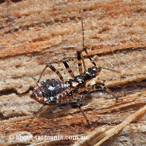 Gminatus australis, assassin bug, Tasmania