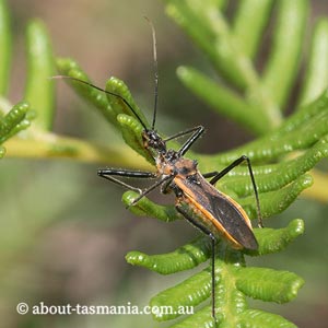 Gminatus australis