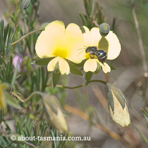 Gompholobium huegelii, Tasmania, flora