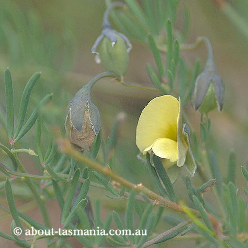 Gompholobium huegelii, Tasmania, flora