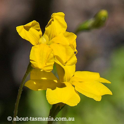 Goodenia elongata, lanky goodenia, Tasmania