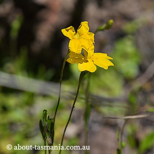 Goodenia elongata, lanky goodenia, Tasmania