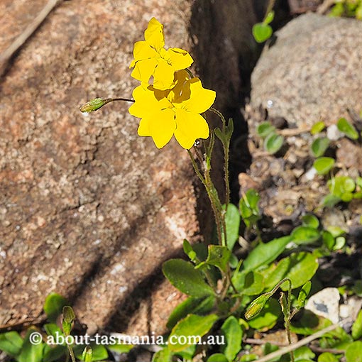 Goodenia elongata, lanky goodenia, Tasmania
