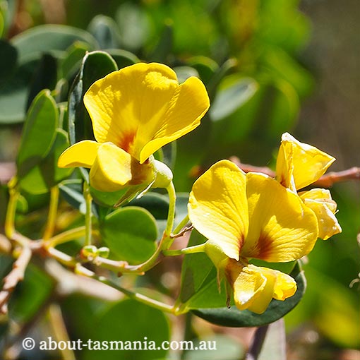 Goodia lotifolia, golden tip, Tasmania