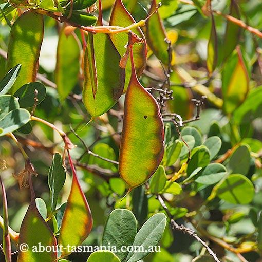 Goodia lotifolia, golden tip, Tasmania