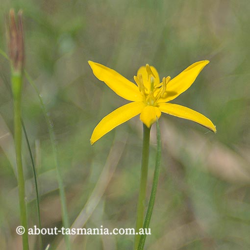Hypoxis glabella, Tasmania, flora