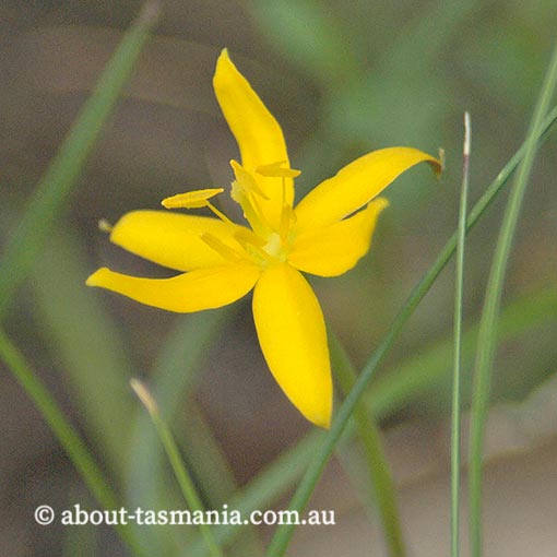 Hypoxis glabella, Tasmania, flora