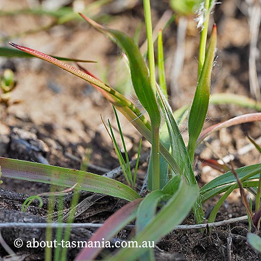 Luzula sp., Tasmania