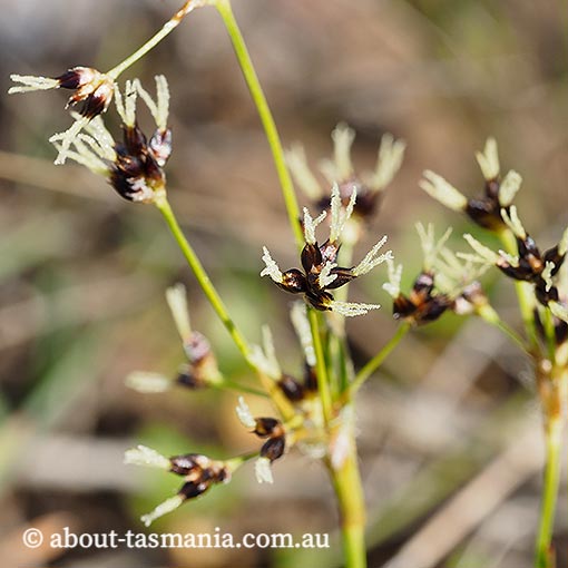 Luzula sp., Tasmania
