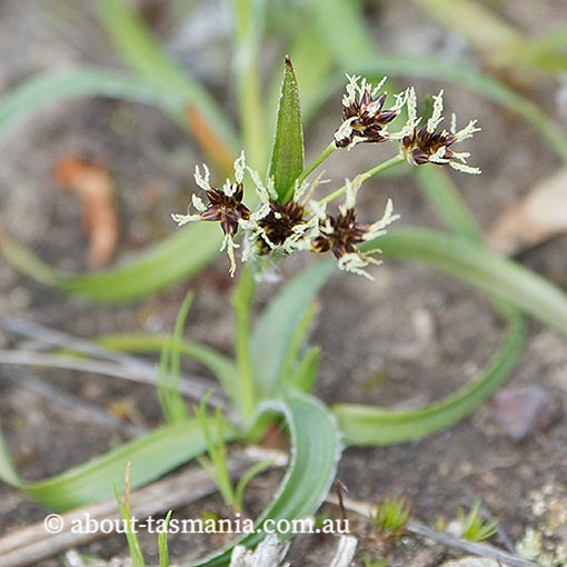 Luzula sp., Tasmania