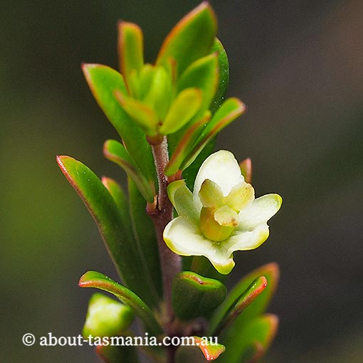 Micrantheum hexandrum, river tridentbush, Tasmania