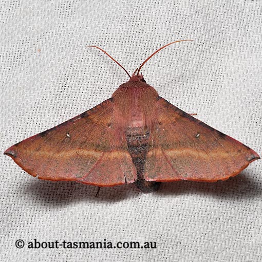 Oenochroma vinaria, pink bellied moth, Tasmania, moth