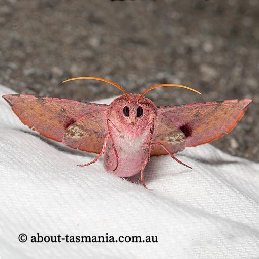 Oenochroma vinaria, pink bellied moth, Tasmania, moth