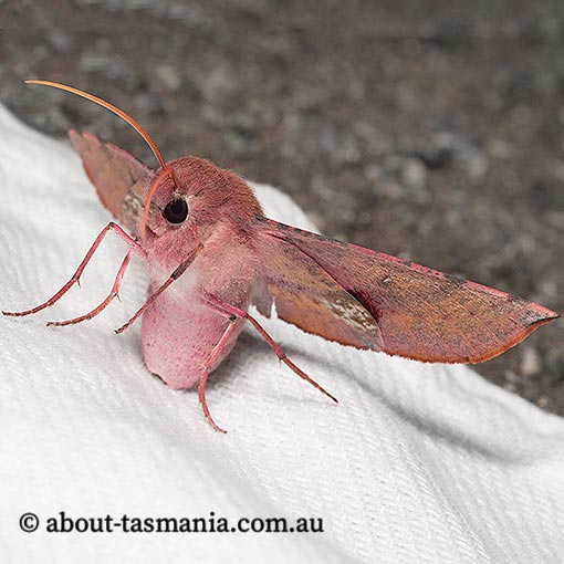 Oenochroma vinaria, pink bellied moth, Tasmania, moth