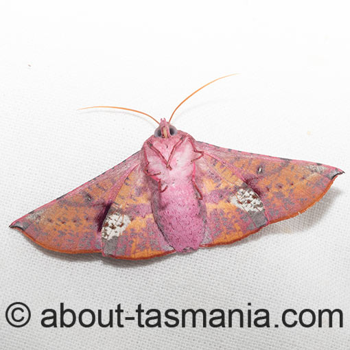 Oenochroma vinaria, pink bellied moth, Tasmania, moth