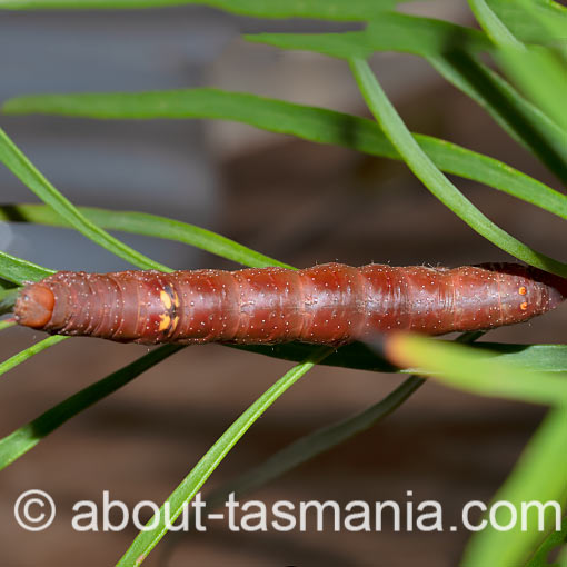 Oenochroma vinaria, pink bellied moth, Tasmania, moth