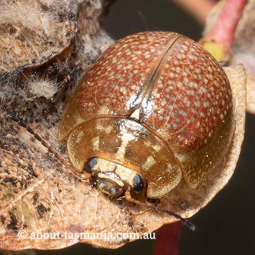 Paropsisterna variicollis, leaf beetle, Tasmania