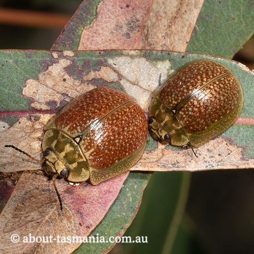 Paropsisterna variicollis, leaf beetle, Tasmania