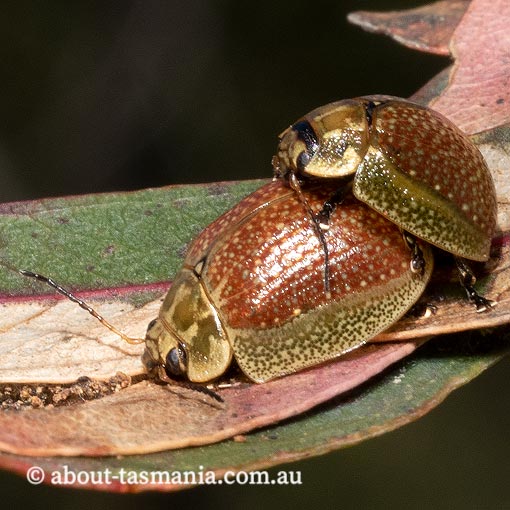 Paropsisterna variicollis, leaf beetle, Tasmania