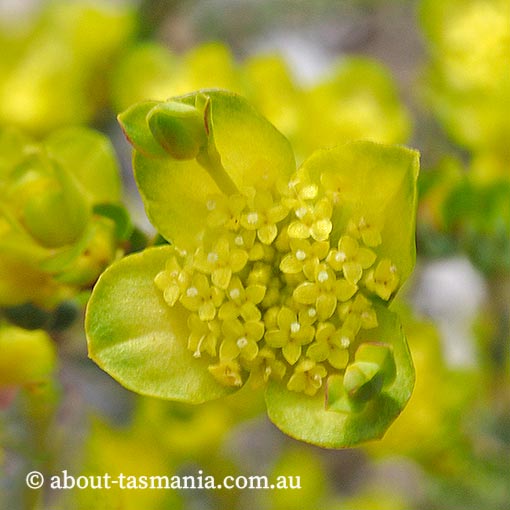 Pimelea flava subsp. flava, yellow rice-flower, Tasmania
