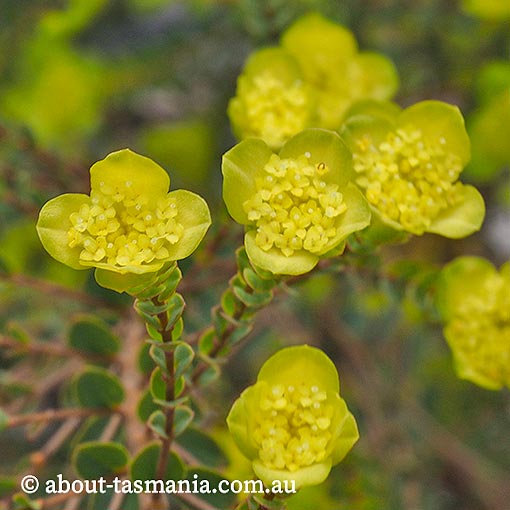 Pimelea flava subsp. flava, yellow rice-flower, Tasmania