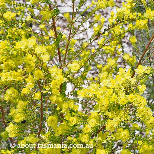 Pimelea flava subsp. flava, yellow rice-flower, Tasmania