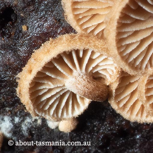 Pleuroflammula sp., Tasmania, fungi
