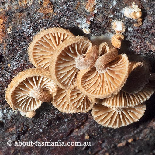 Pleuroflammula sp., Tasmania, fungi