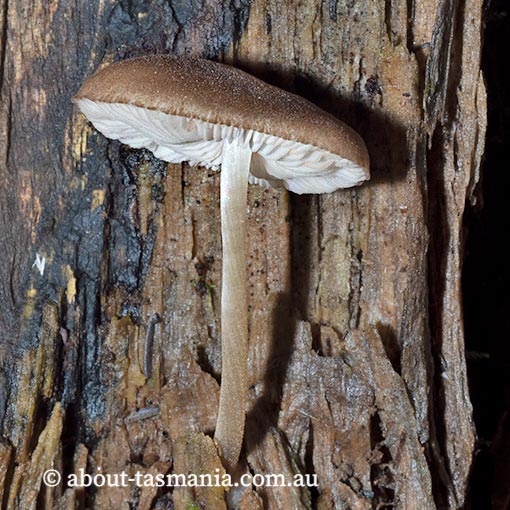 Pluteus aff. cervinus, Tasmania, fungi