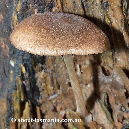 Pluteus aff. cervinus, Tasmania, fungi