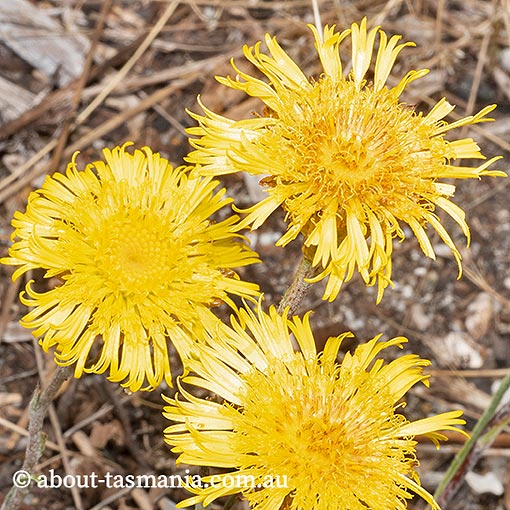 Podolepis-jaceoides Podolepis jaceoides, Showy Copper Wire Daisy, Showy Podolepis, Basalt Podolepis, Tasmania, flora