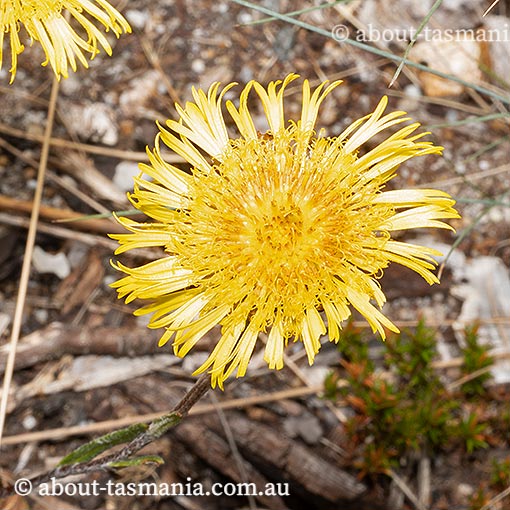 Podolepis-jaceoides3 Podolepis jaceoides, Showy Copper Wire Daisy, Showy Podolepis, Basalt Podolepis, Tasmania, flora