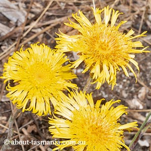 Podolepis jaceoides