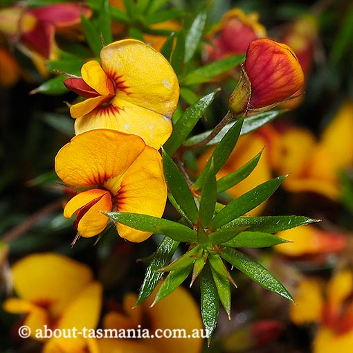 Pultenaea pedunculata, matted bushpea, Tasmania