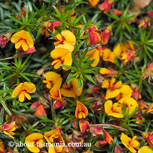 Pultenaea pedunculata, matted bushpea, Tasmania