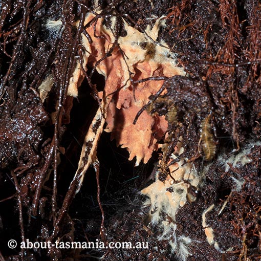 Rhizochaete brunnea, Tasmania, fungi