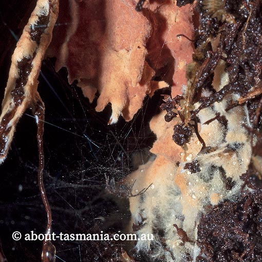 Rhizochaete brunnea, Tasmania, fungi